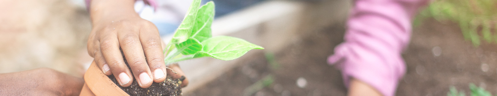 Small hands planting plant in pot.