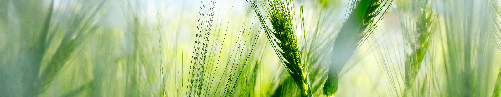 Young – still green – cereal with pollen from a tree