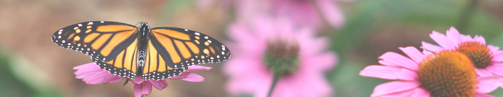 Butterfly and flowers.
