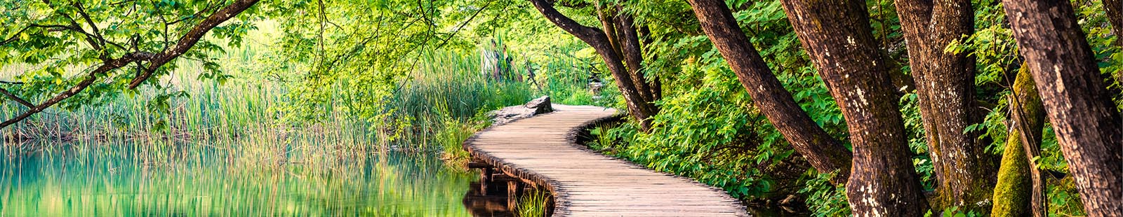 Path in green forest.