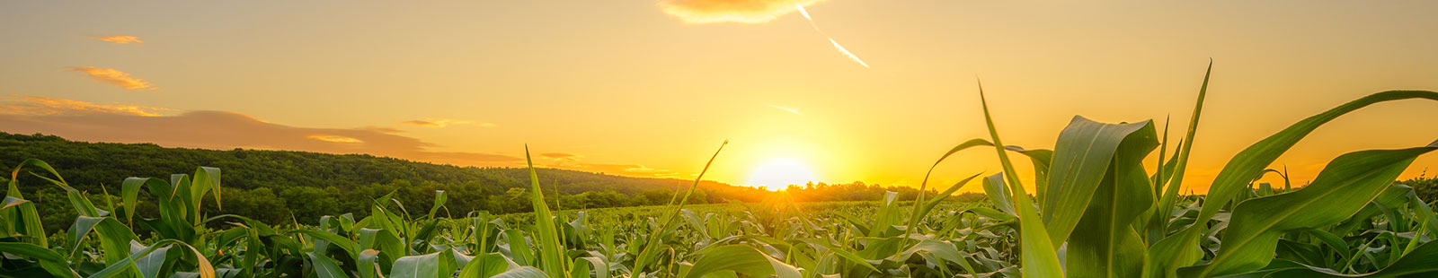 Sunset over corn field.