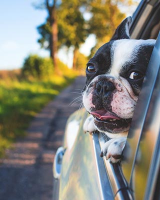 Dog with head out window.