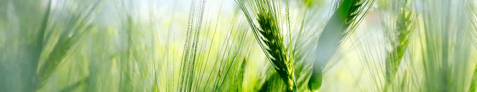 Picture of field with green grass.
