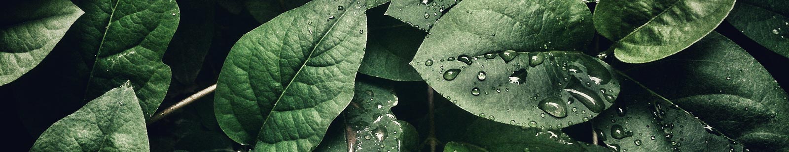 Leaves with water droplets.