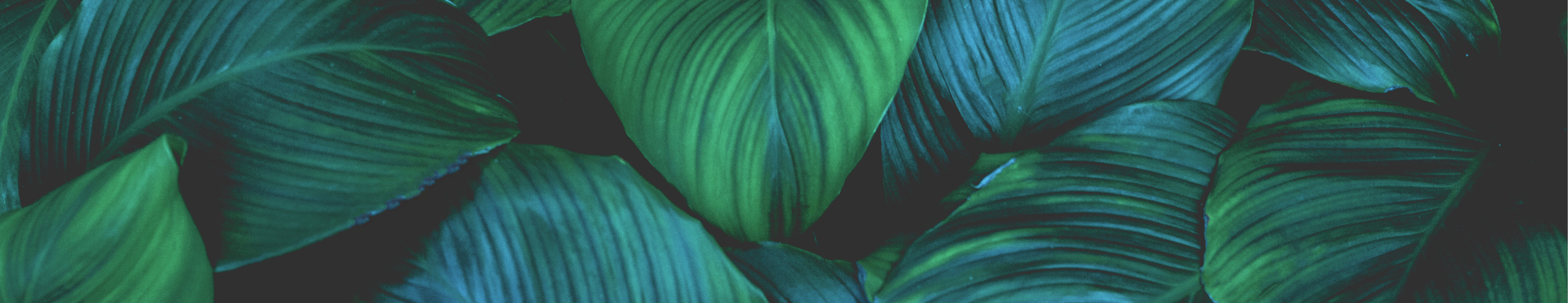 Leaves of Spathiphyllum cannifolium, abstract green texture